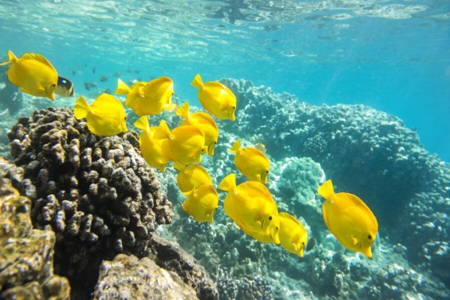 Oahu: Waikiki Glass Bottom Boat Sunset Cruise - Diamond Head (Lēʻahi) Photo Stop Without the Stress
