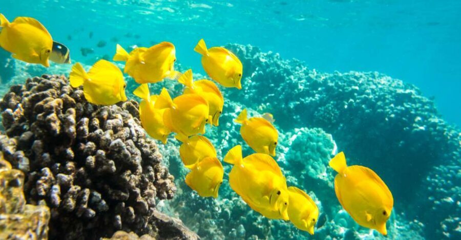 Oahu: Waikiki Snorkel and Sailing Trip with Lunch - Key Things That Make This Trip Worth Considering