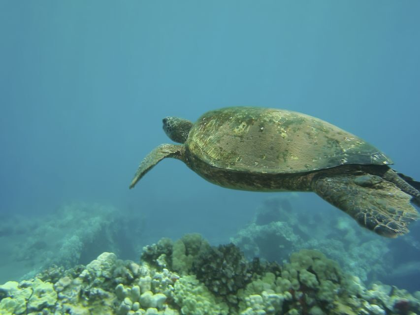 Oahu: Waikiki Snorkel and Sailing Trip with Lunch - Lunch and Drinks: What You Actually Get for the Price