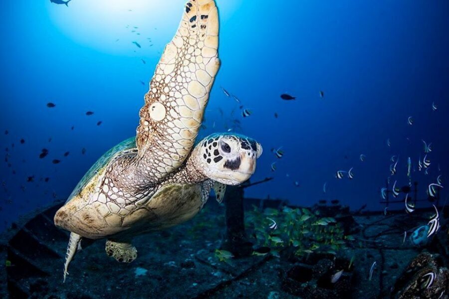 Oahu: Waikiki Submarine Tour - Key Highlights You’ll Actually Care About