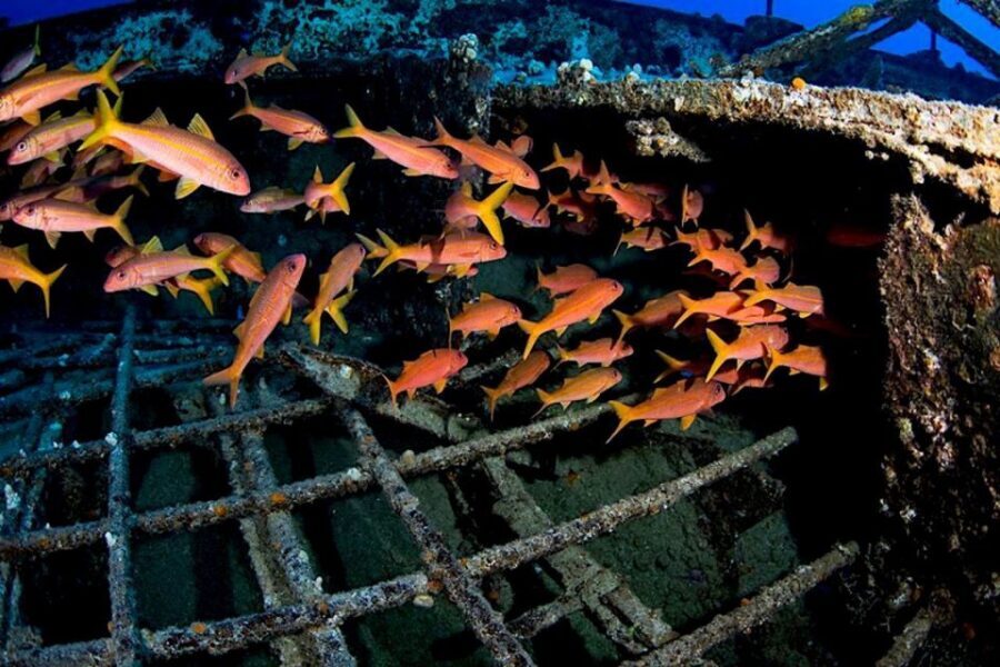 Oahu: Waikiki Submarine Tour - Shipwrecks and Airplanes: Why the Artificial Reefs Feel So Cool