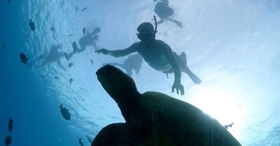 Oahu: Waikiki Turtle Snorkeling Adventure Cruise - Key highlights worth your time