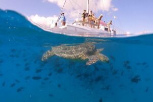 Oahu: Waikiki Turtle Snorkeling Adventure Cruise - Getting there: Pink Sails Waikiki near Prince Waikiki