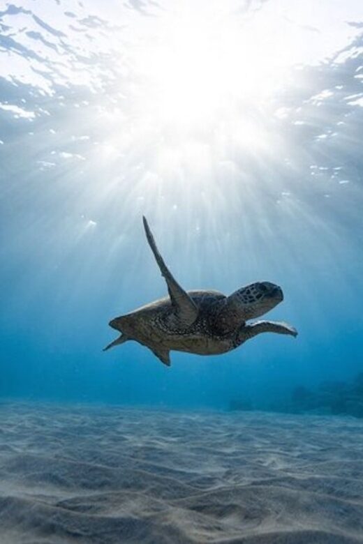 Oahu: Waikiki Turtle Snorkeling Adventure Cruise - Gear and comfort: included snorkeling equipment plus onboard basics