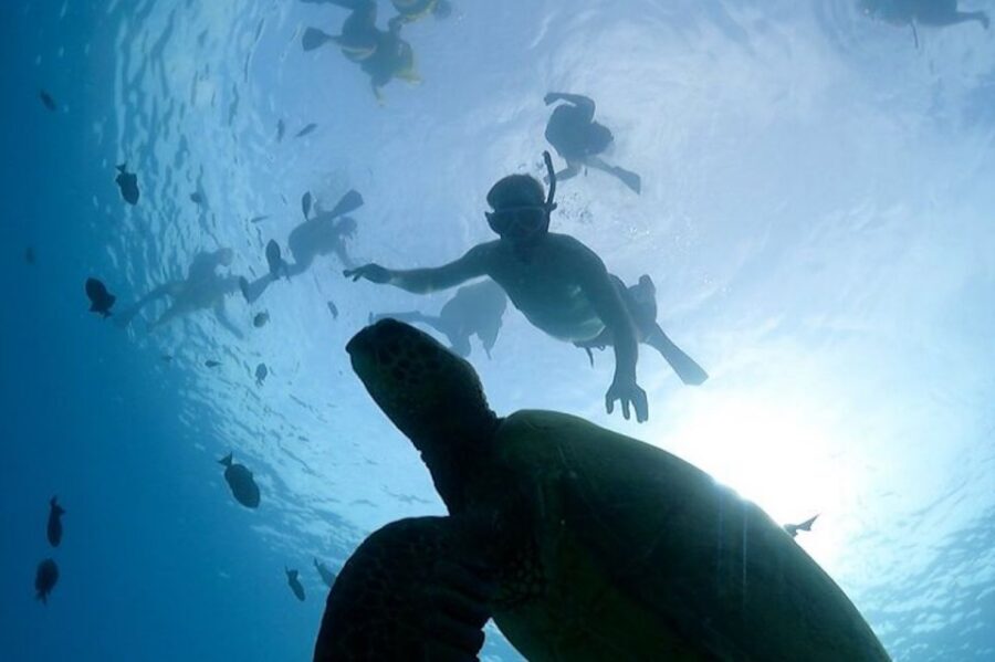 Oahu: Waikiki Turtle Snorkeling Adventure Cruise - Price and value: why $67 can be a fair deal