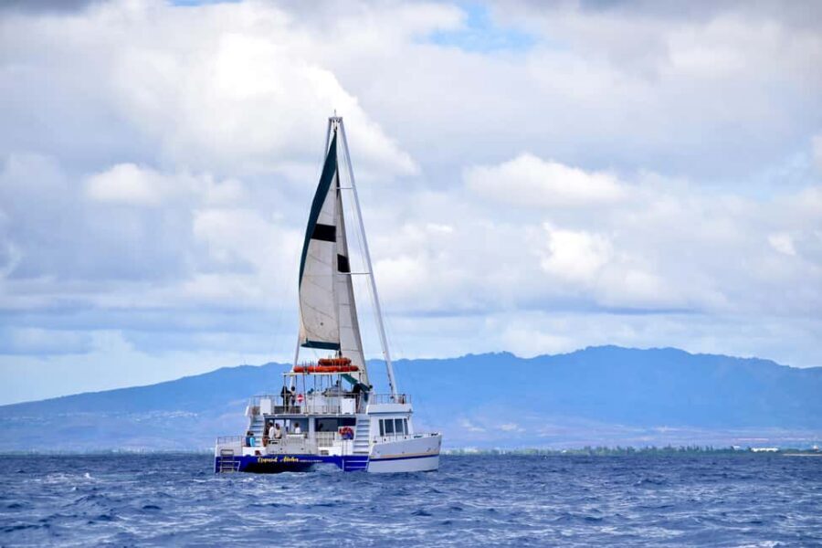 Oahu: Waikiki Whale Watching Cruise - Key things to know before you go