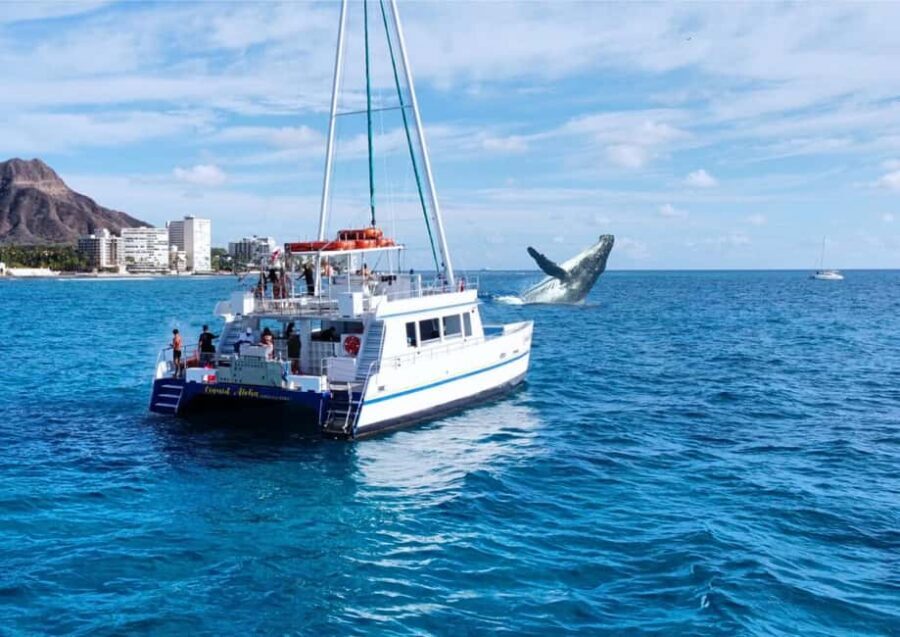 Oahu: Waikiki Whale Watching Cruise - Boarding at Ala Moana: where to check in and what to expect