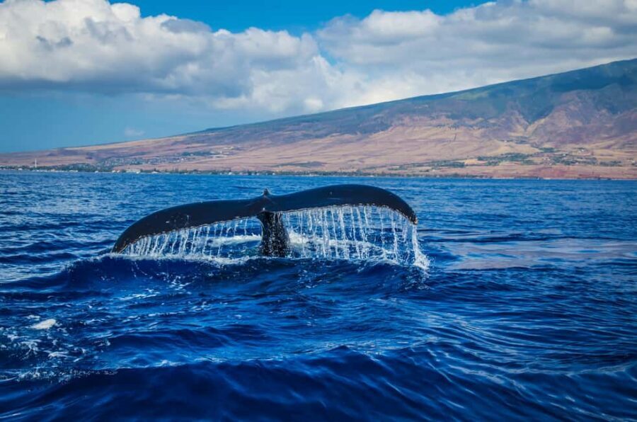 Oahu: Waikiki Whale Watching Cruise - How the naturalist guide helps you actually spot whales