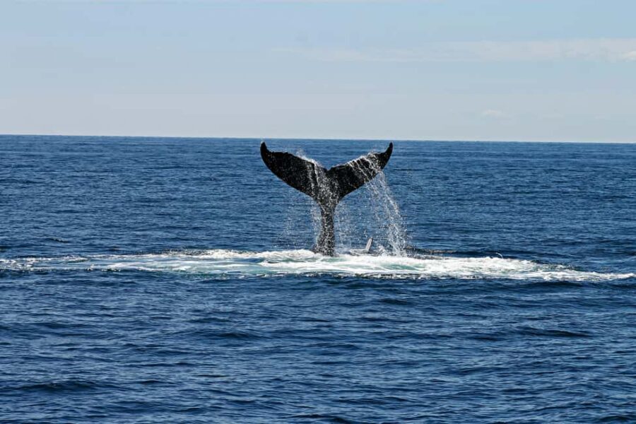 Oahu: Waikiki Whale Watching Cruise - Price and value: is $57 worth it on Oahu?