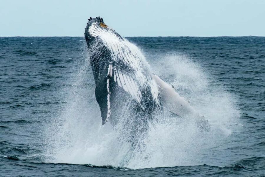 Oahu: Waikiki Whale Watching Cruise - Who this whale cruise suits best (and who might skip it)