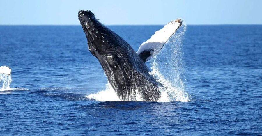 Oahu: Waikiki Whale Watching Cruise - Glass-bottom catamaran layout with an underwater viewing room