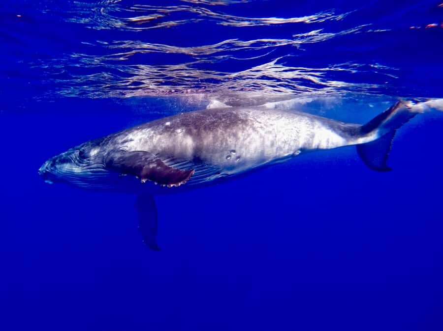 Oahu: Whale Watching Cruise Whales Guaranteed - Entering Kewalo Basin: Where This Whale Cruise Starts