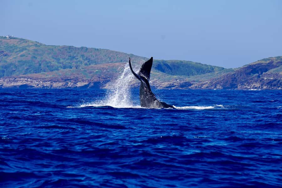 Oahu: Whale Watching Cruise Whales Guaranteed - Waikiki Beach and Diamond Head: Why These Two Stops Matter