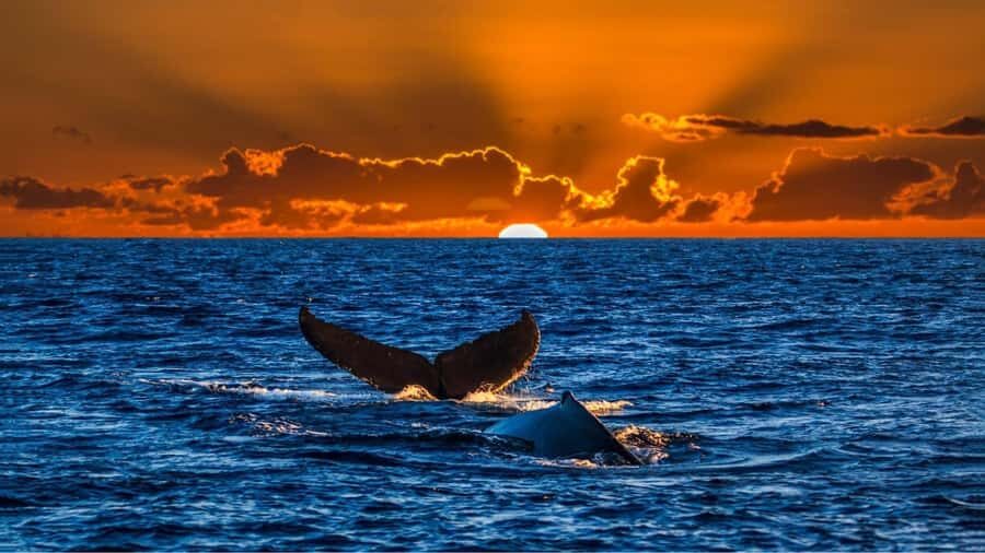 Oahu: Whale Watching Cruise Whales Guaranteed - The Double-Decker Power Boat: Comfort, Viewing, and Realistic Expectations