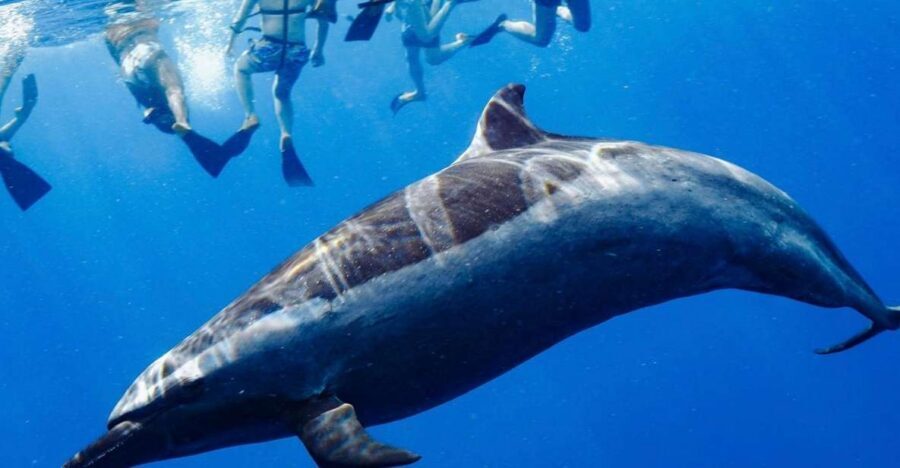 Oahu: Wild Dolphins Swim Turtle Snorkel Tour & Waterslide - Key things to know before you go