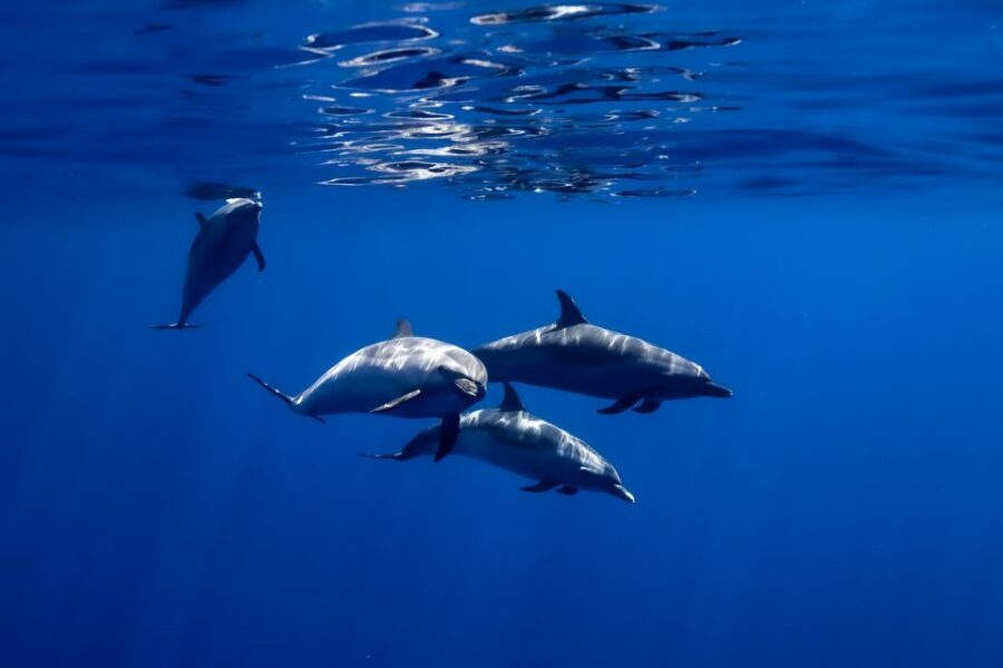 Oahu: Wild Dolphins Swim Turtle Snorkel Tour & Waterslide - Who this tour suits best (and who should think twice)