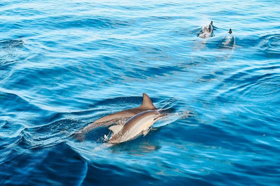 Oahu: Wild Dolphins Swim Turtle Snorkel Tour & Waterslide - Morning logistics: how the day starts on Oahu