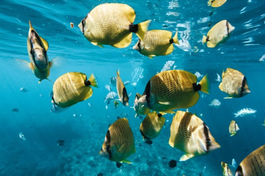 Oahu: Wild Dolphins Swim Turtle Snorkel Tour & Waterslide - The dolphin swim pace: exciting, but only for strong swimmers