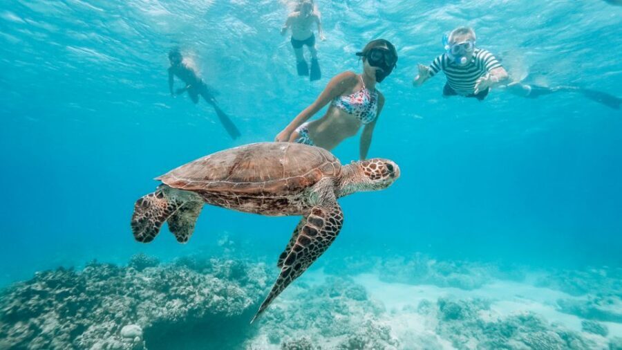 Oahu: Wild Dolphins Swim Turtle Snorkel Tour & Waterslide - Lunch and drinks: a real reset between swims