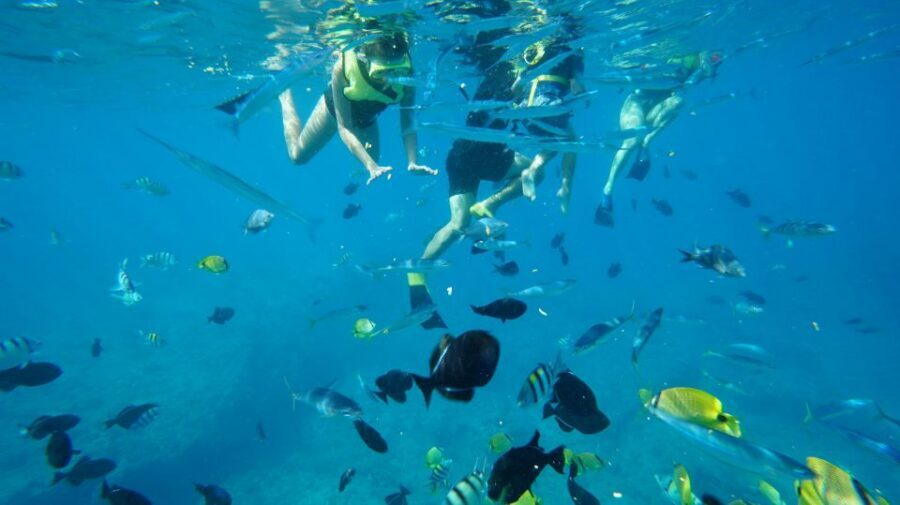 Oahu: Wild Dolphins Swim Turtle Snorkel Tour & Waterslide - Makaha snorkel time: turtles and reef fish in action