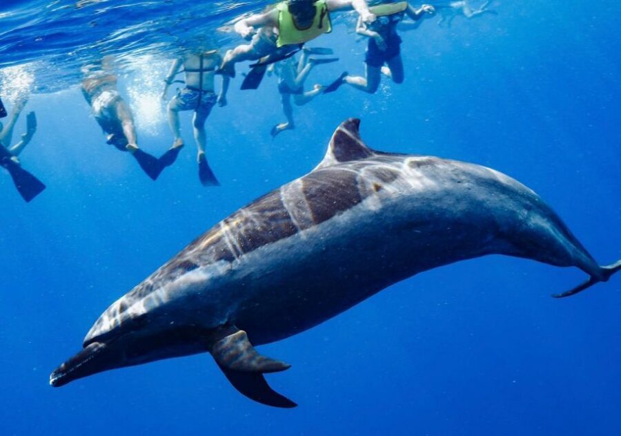 Oahu: Wild Dolphins Swim Turtle Snorkel Tour & Waterslide - What you pay for at $199 per person