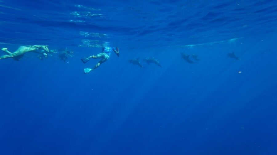 Oahu: Wild Dolphins Swim Turtle Snorkel Tour & Waterslide - Cruise the Waianae coastline and catch the dolphins