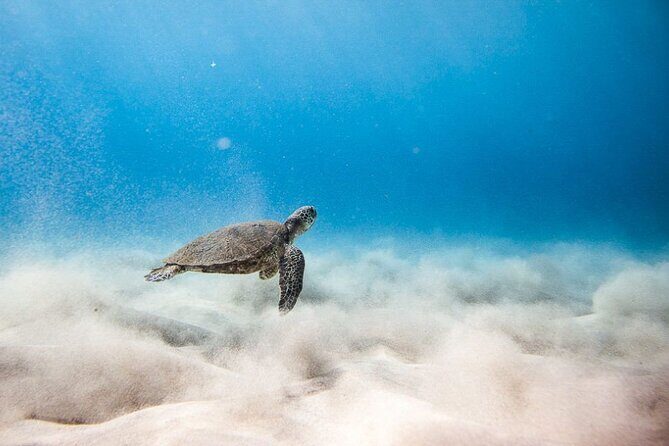 Oahu's Cheapest Circle Island Tour - Key points before you go