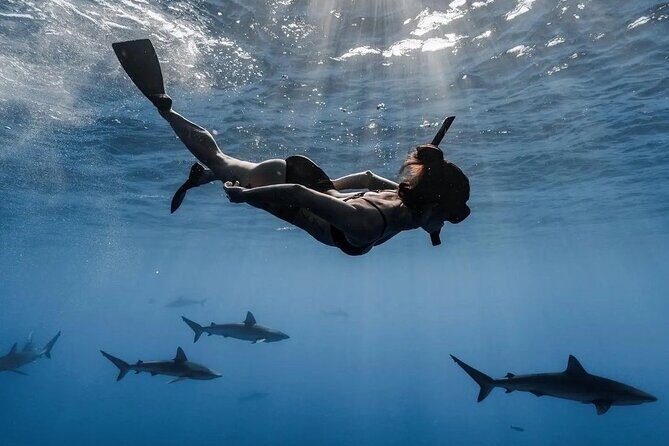 Open Water Shark Dive - Key Points I’d Plan Around