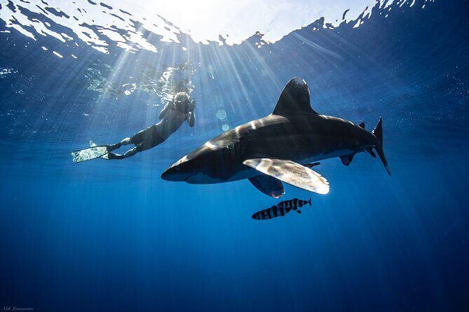 Open Water Shark Dive - Shark Spotting Off Haleiwa: The Small-Group Advantage