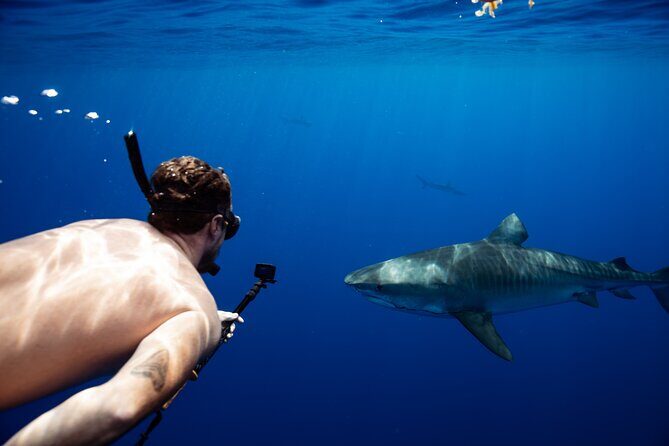 Open Water Shark Dive - Safety First: How You Get In and What the Crew Watches