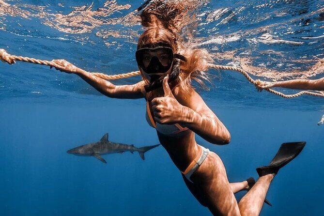 Open Water Shark Dive - What You’ll Actually See Under the Waterline