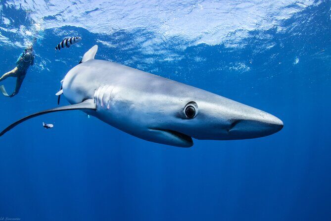 Open Water Shark Dive - The Boat Crew and the Photo Moment