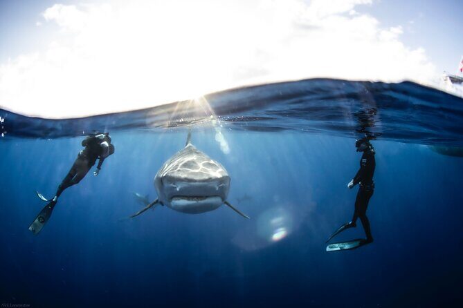 Open Water Shark Dive - The Briefing: Why It Works (Even If You’re Nervous)