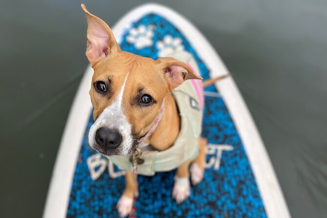Paddle Board North Shore with Rescue Dogs - Blue Planet Hale’iwa start: quick SUP training and meeting Phoenix