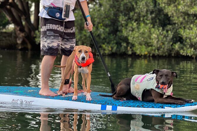 Paddle Board North Shore with Rescue Dogs - Rescue dogs on board: Phoenix plus the pup crew and the photo plan