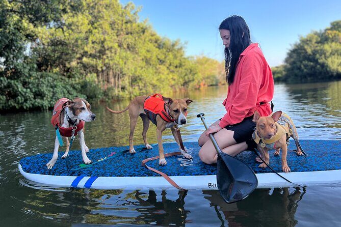 Paddle Board North Shore with Rescue Dogs - Price and timing: what $150 buys you on the North Shore