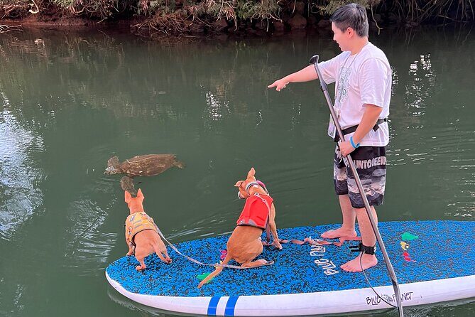 Paddle Board North Shore with Rescue Dogs - What it’s really like on the water: turtles, birds, and that gentle river pace