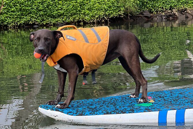 Paddle Board North Shore with Rescue Dogs - Who this private dog SUP is best for (and what to think about first)