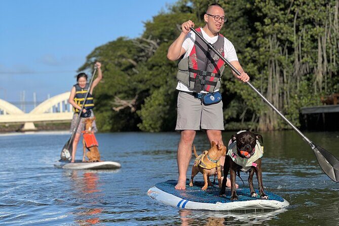 Paddle Board North Shore with Rescue Dogs - Practical tips so you enjoy every minute