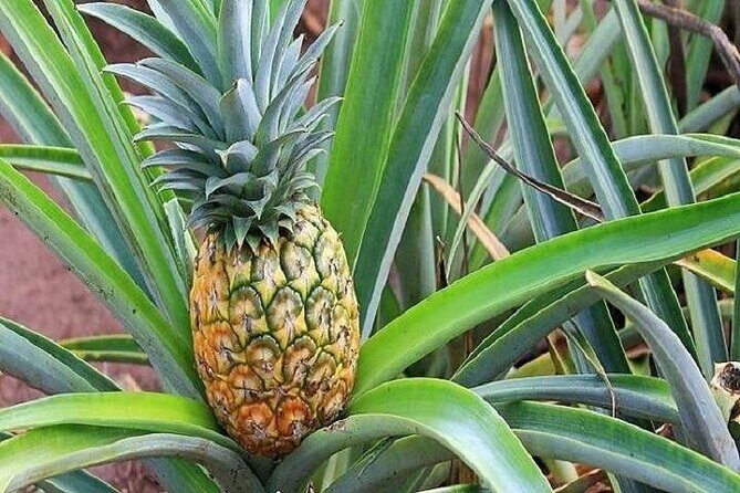 Pearl Harbor, Dole Plantation, and Polynesian Center from Kauai - Dole Plantation: quick taste of pineapple culture (plan for store time)