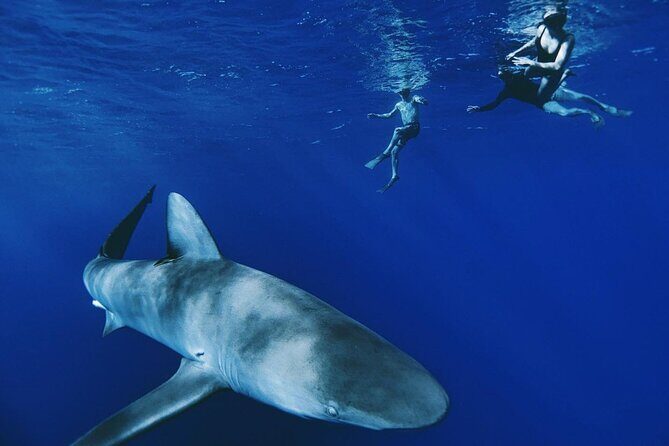 Pelagic Shark Dive Tour - Key Things That Make This Shark Snorkeling Tour Worth Your Time