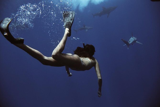 Pelagic Shark Dive Tour - Landing at Island View Hawaii: What the Start Feels Like