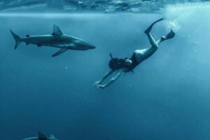 Pelagic Shark Dive Tour - North Shore Open Water: The Sharks You Can Aim For