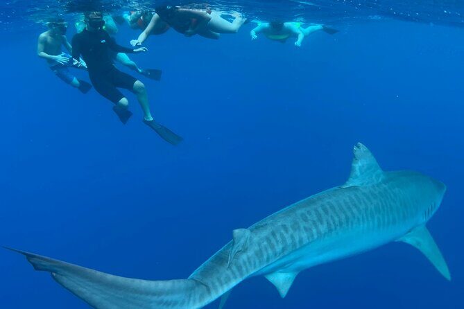 Pelagic Shark Dive Tour - The Boat Ride Reality: Rough Water Happens, and You Can Plan