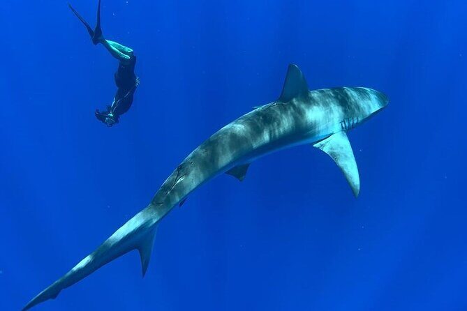 Pelagic Shark Dive Tour - What’s Included (and Why It Feels Like Better Value)