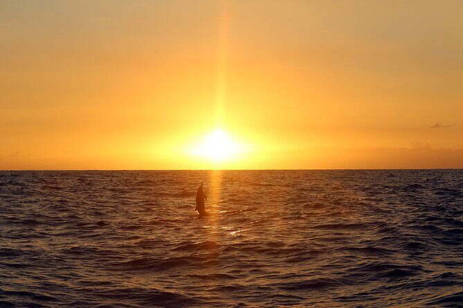 Premium Snorkel Sunset Cruise with Whale and Dolphin Watch - Value Check: Is $154 Worth It on Oahu?