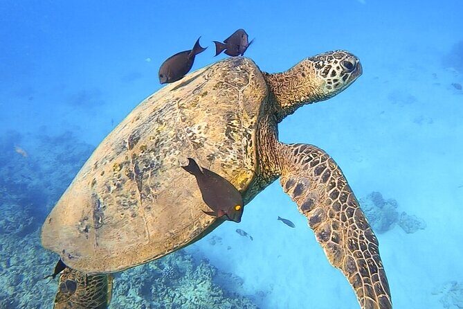 Private Catamaran Charter in Waikiki (1-6 Guests) - Coastal sailing for marine life and real relaxation
