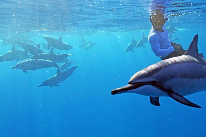 Private Dolphin Swim with Slide for up to 15 Passengers - Key Points Worth Noticing