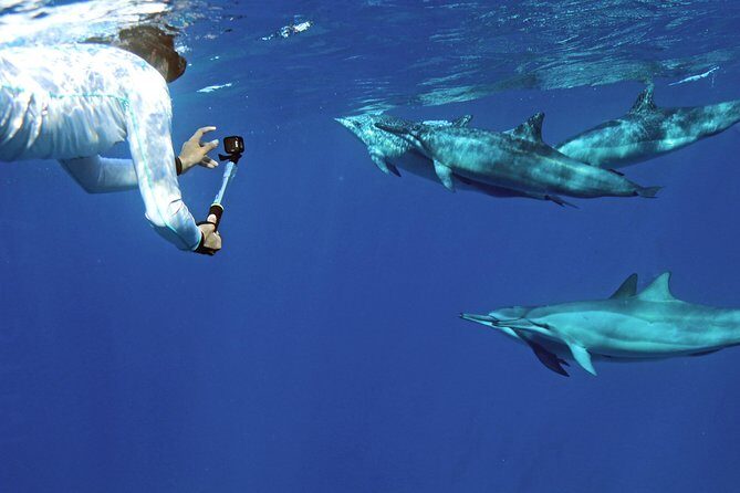 Private Dolphin Swim with Slide for up to 15 Passengers - The Dolphin Swim Plan: How the Day Really Gets Started