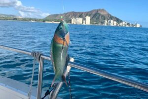 Private Fishing Charter for Family and Friends in Honolulu - Price and value for a 6-person private boat